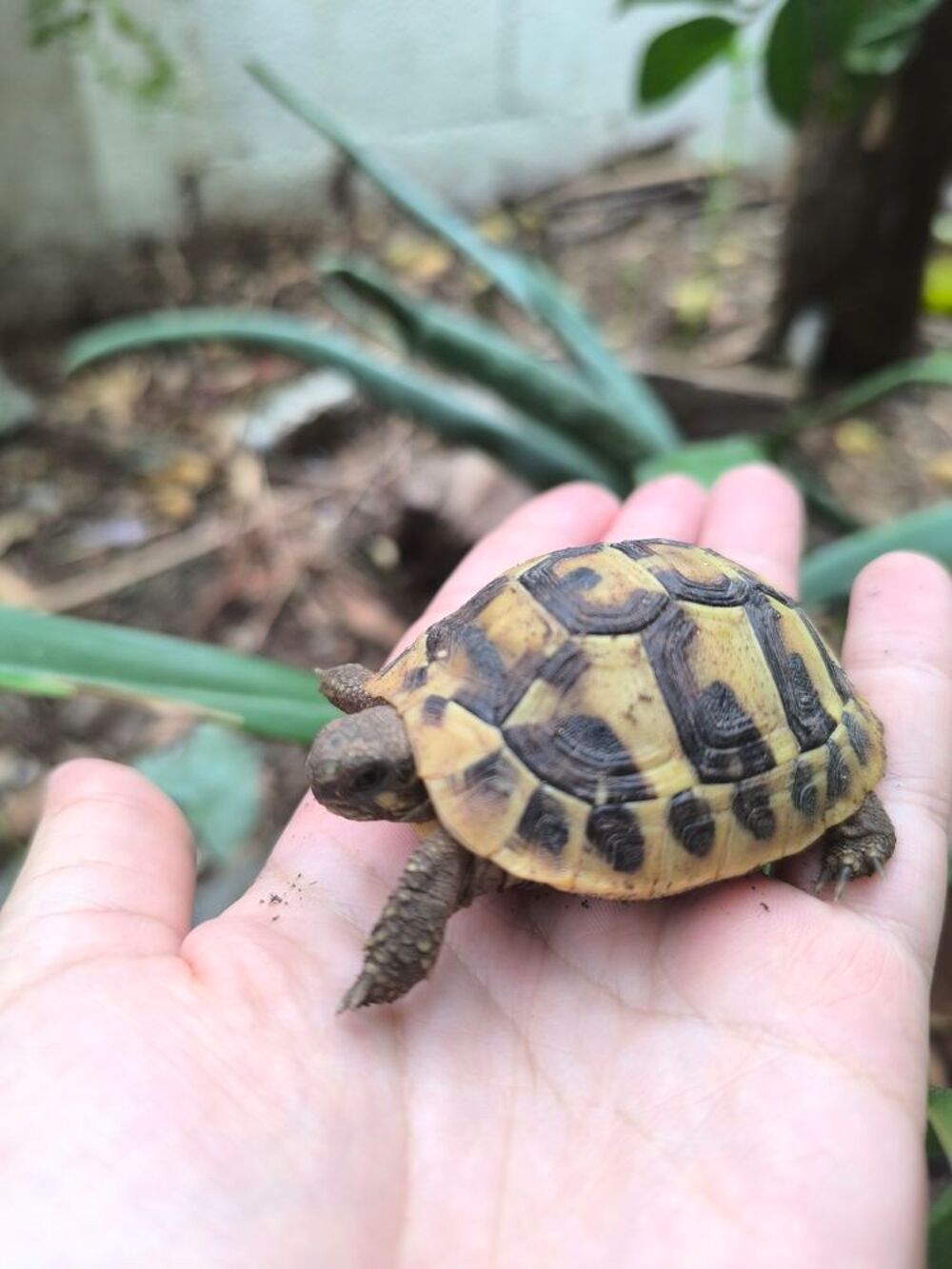   Tortue terrestre  