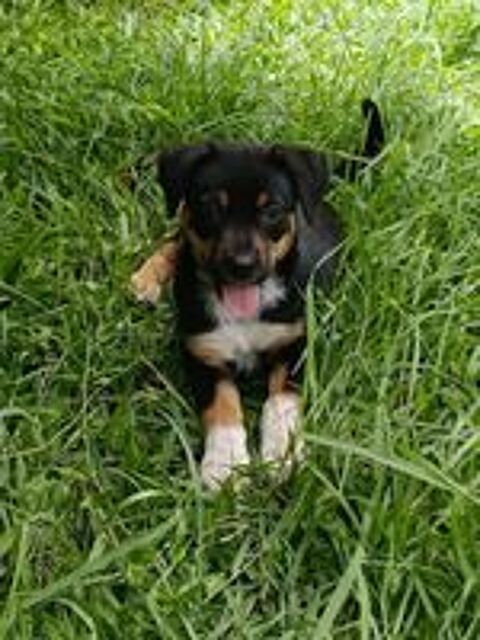   Hakuna, Femelle, X Berger, née le 01/06/2026 🐶 