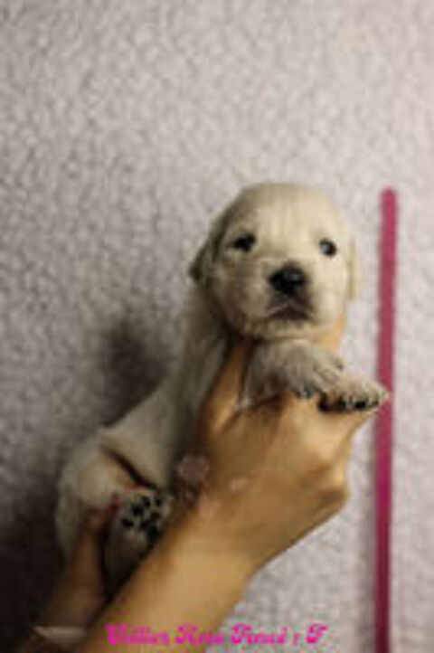   Chiots Golden LOF à réserver 
