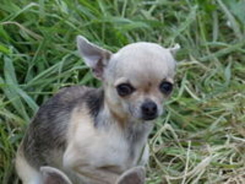   Chihuahua mini 