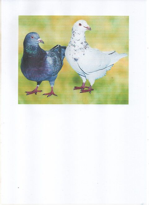 pigeons texan 25 64122 Urrugne