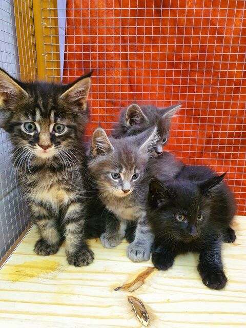 Chatons Maine coon 800 45460 Bouzy-la-fort