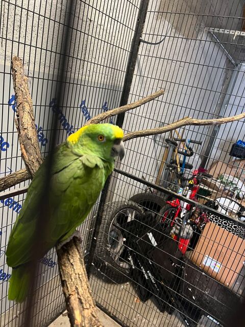 Amazone nuque d or 500 71200 Le creusot