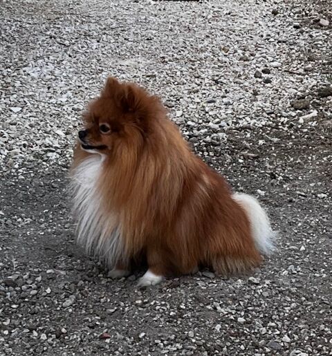 Chiot spitz 0 82000 Montauban