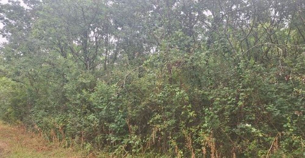 Vente Terrain Parcelle boisée - 3095m2 - Rosnay 85320 Rosnay