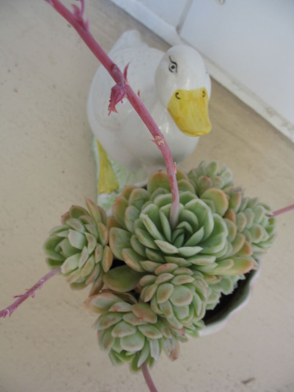 Pot canard avec artichaut Echev&eacute;ria Jardin