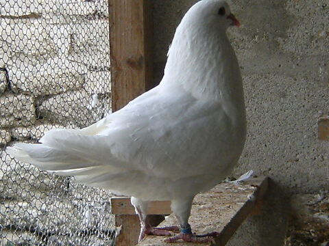 Pigeons reproducteurs hubbell blanc 15 77167 Bagneaux-sur-loing