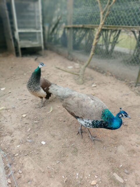 Jeune couple de paon bleu 160 14960 Asnelles