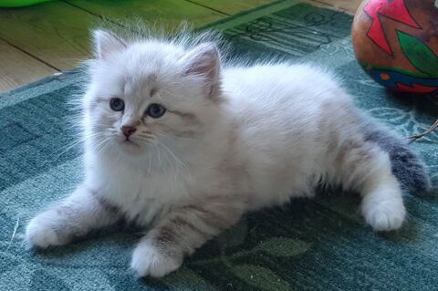 Chatons Siberiens LOOF 1500 75015 Paris