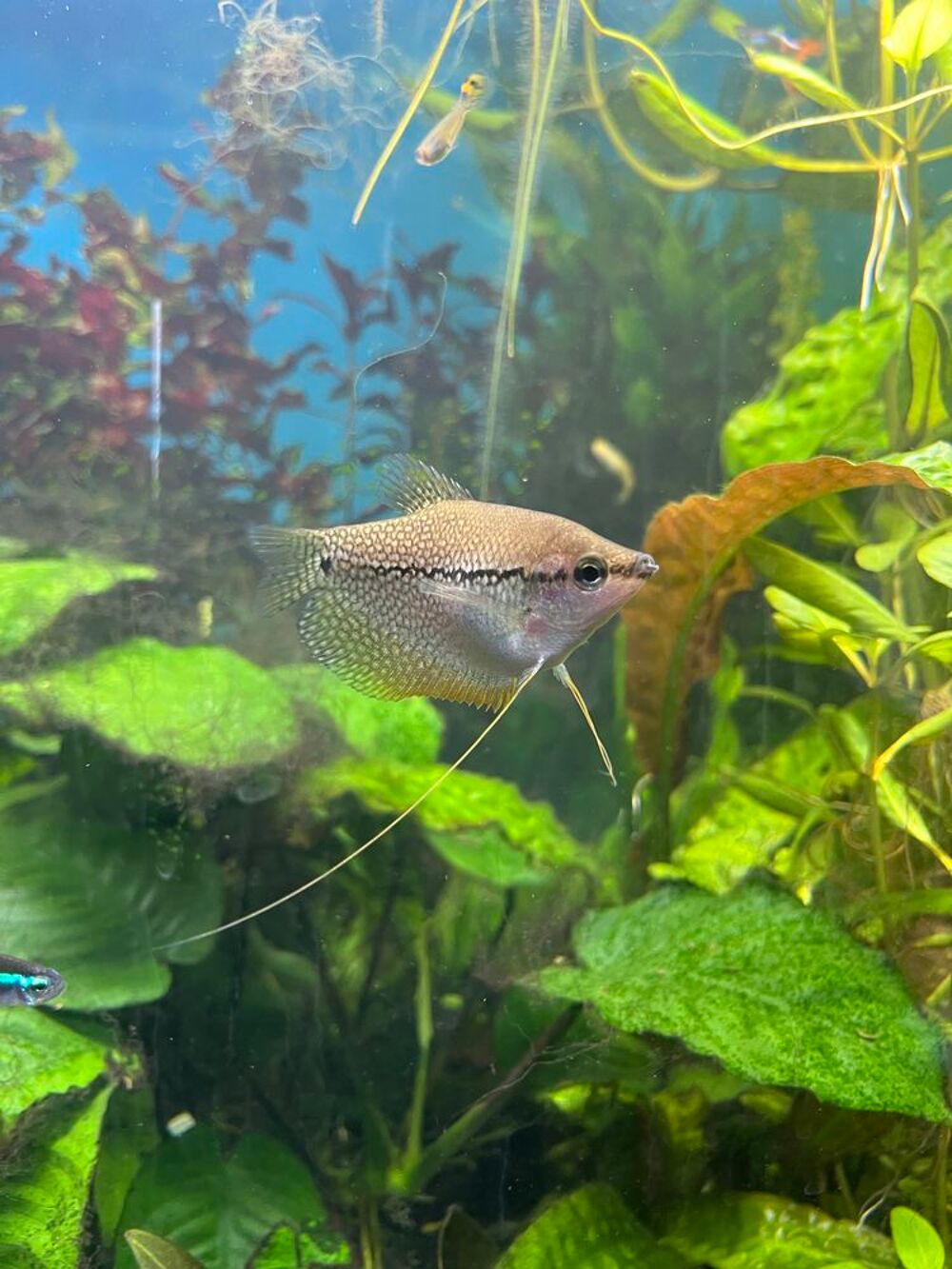 poissons Jardin