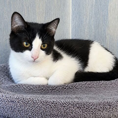 PANDA 4 MOIS PETITE PANDOUNE A APPRIVOISER 1 26780 Espeluche