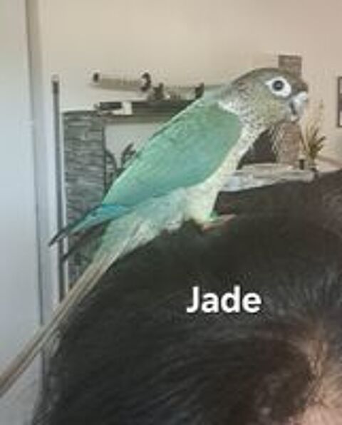   Jeunes conures Maolina turquoise opaline 