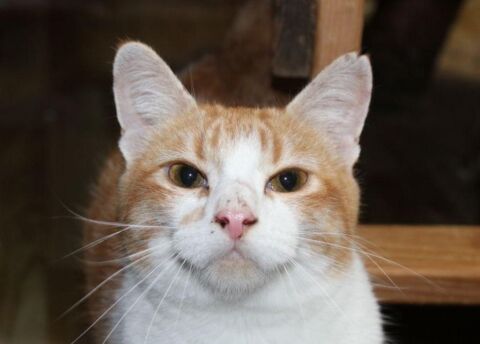 RONN 230 27620 Gasny