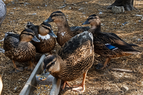 Canards 20 34750 Villeneuve-lès-maguelone