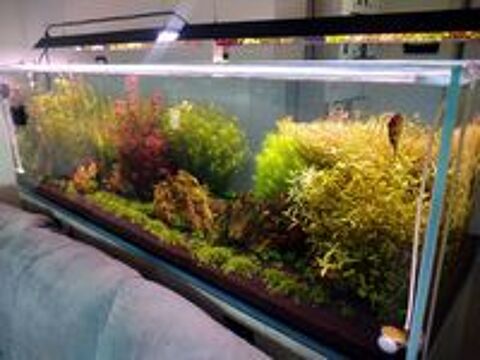   Plantes aquarium  