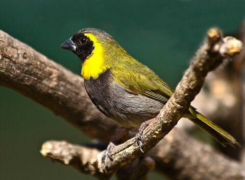 Petit chanteur de Cuba 0 44530 Guenrouet