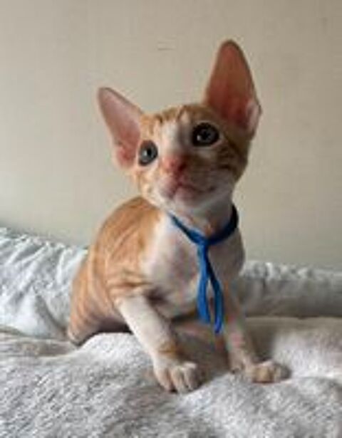   Chatons cornish rex  