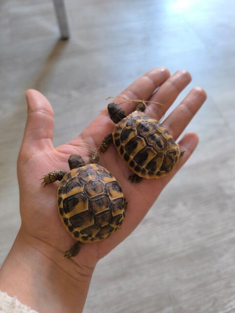Tortue Hermann d'un an et moins 50 11100 Narbonne