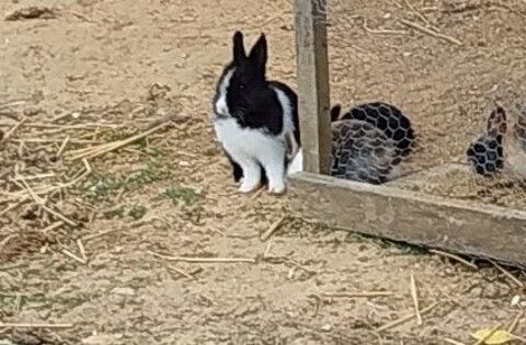 lapine naine de 2 mois, noire et blanche 0 02300 Villequier-aumont