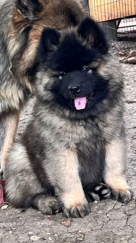 Magnifiques chiots Eurasier LOF 1500 47300 Villeneuve-sur-lot