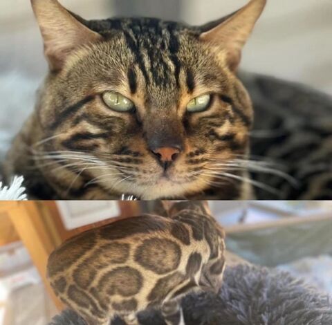 &#128062; Chatons Bengal haut de gamme  Lignées sélectionnées et tempérament parfait &#10024; Livraison partout en France 1490 66450 Pollestres