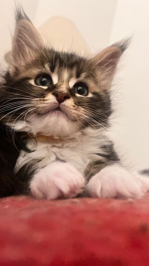 Magnifiques chatons Maine Coon Pure Race 900 27230 Thiberville