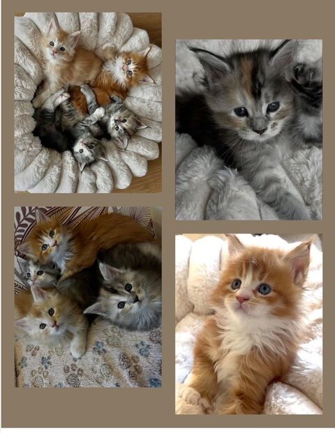 Chaton Maine Coon LOOF p&egrave;re Champion 1300 50530 Angey