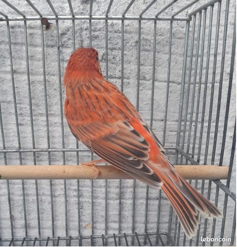 Canaris brun mosa&iuml;que rouge 25 40000 Mont-de-marsan