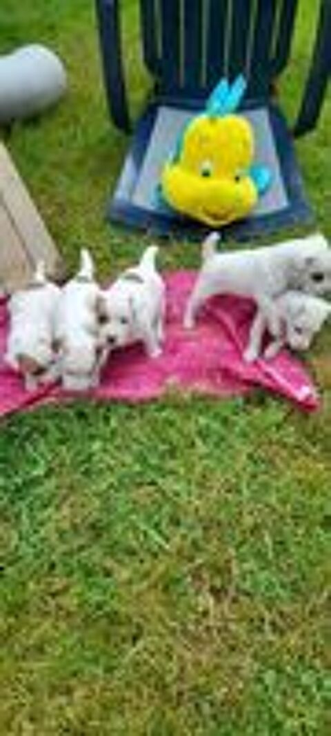   A réserver chiots Jack Russell Terrier 