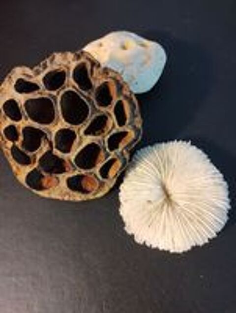   Cosse de Lotus et amphore pour aquarium / Crevettes 