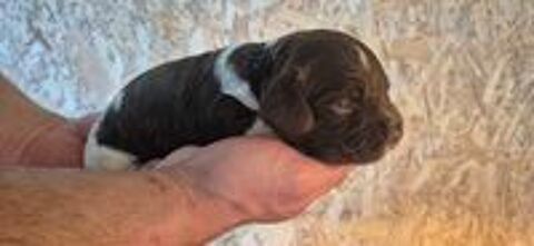   Chiots Springer Spaniel  