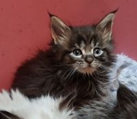   Maine Coon loof  