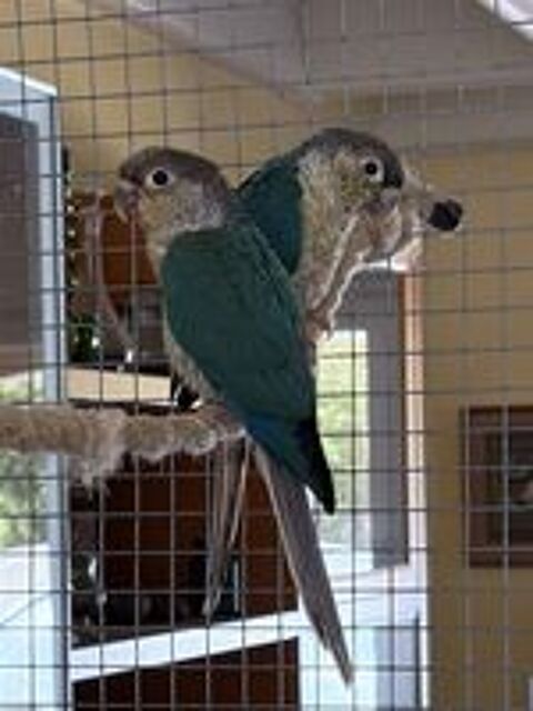   Jeunes conures 2026 et adultes jeunes EPP, tous turquoises,  