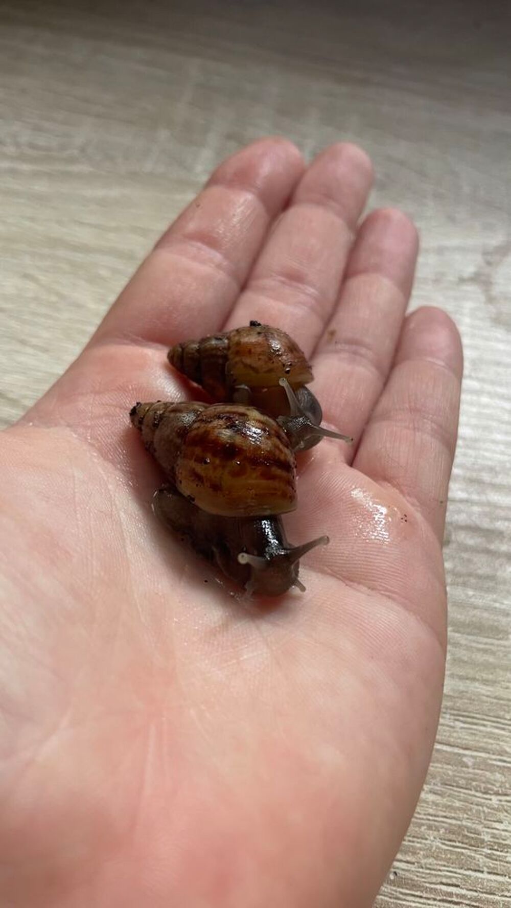 lissachatina fulica 