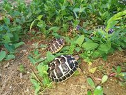   JEUNES TORTUES TERRE 