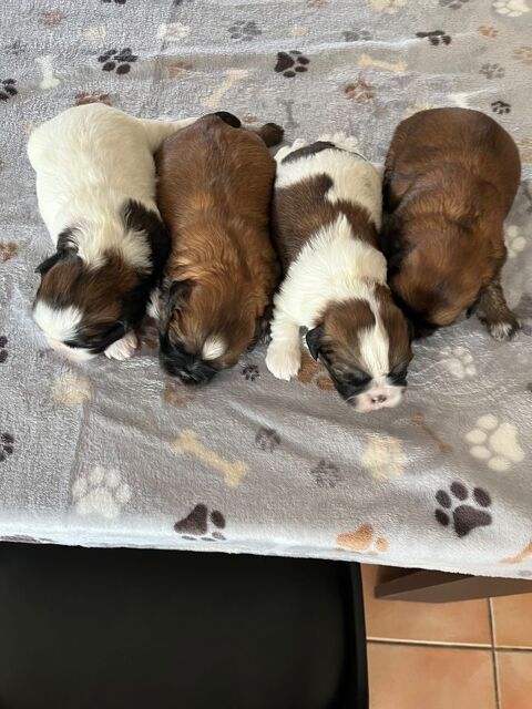 B&eacute;b&eacute;s SHIH TZU 900 09190 Lorp-sentaraille