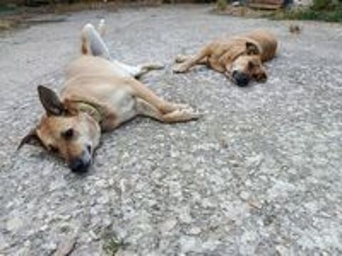   MIA, chienne calme et affectueuse 
