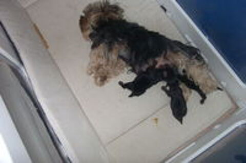   magnifique chiots yorkshire terrier 