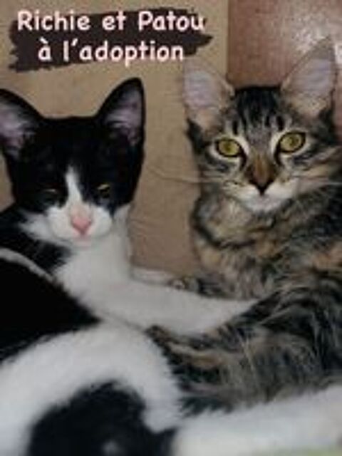   Chatons à l'adoption  