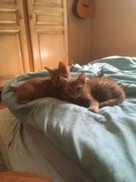   Chatons  deux mois, sevré, leyme. 