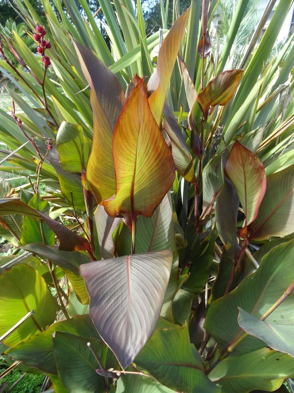 Graines de cannas diff&eacute;rentes vari&eacute;t&eacute;s et couleurs ... Jardin