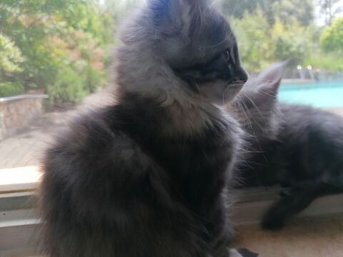 Chatons Maine Coon
1500 83890 Besse-sur-issole