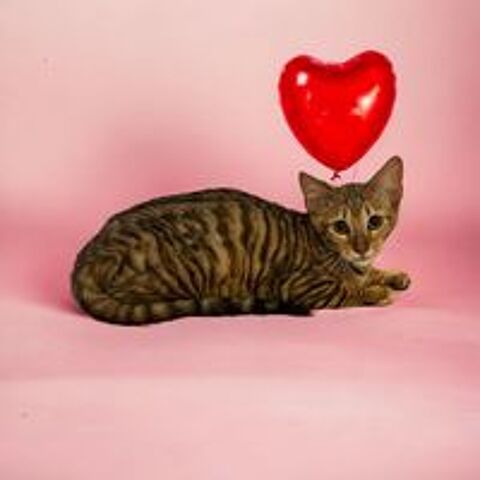   Chatons Toyger  