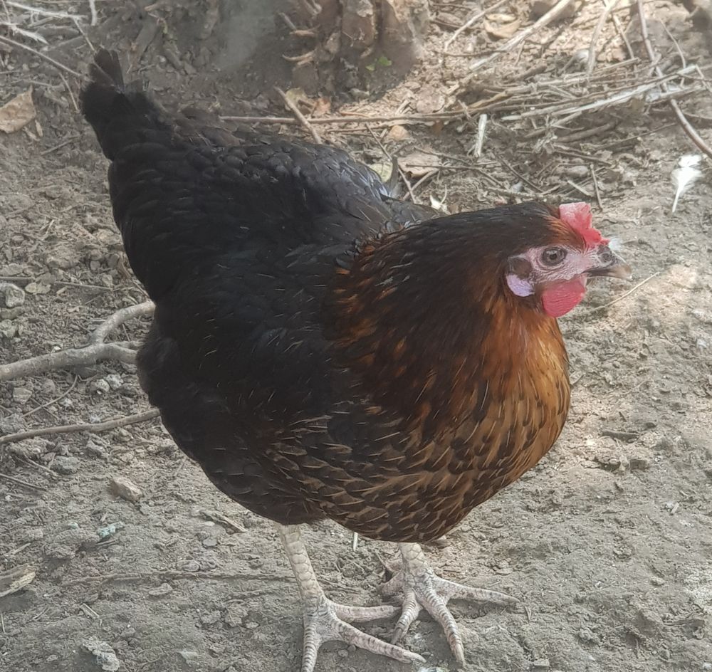   Poules harco 