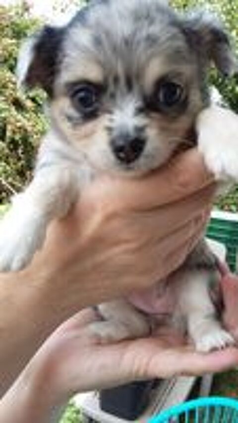   Disponibles chiots chihuahua poils longs 
