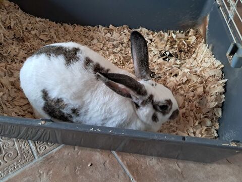 Lapins domestiques 0 19360 Malemort-sur-corr�ze