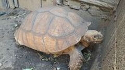   d'une tortue sillonn�e 