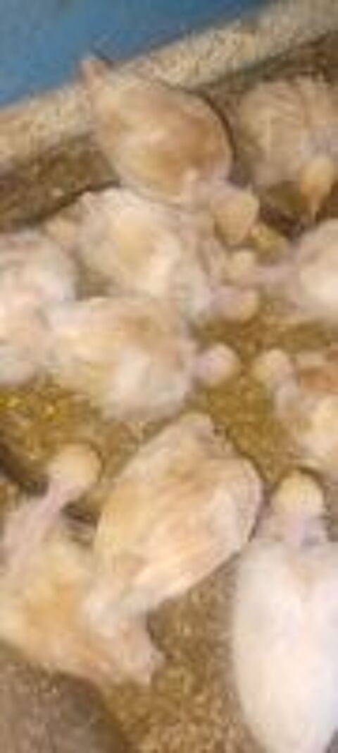   poussins vaccinés rousses 