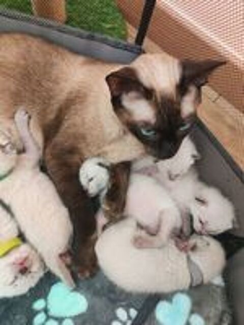   Chaton siamois 