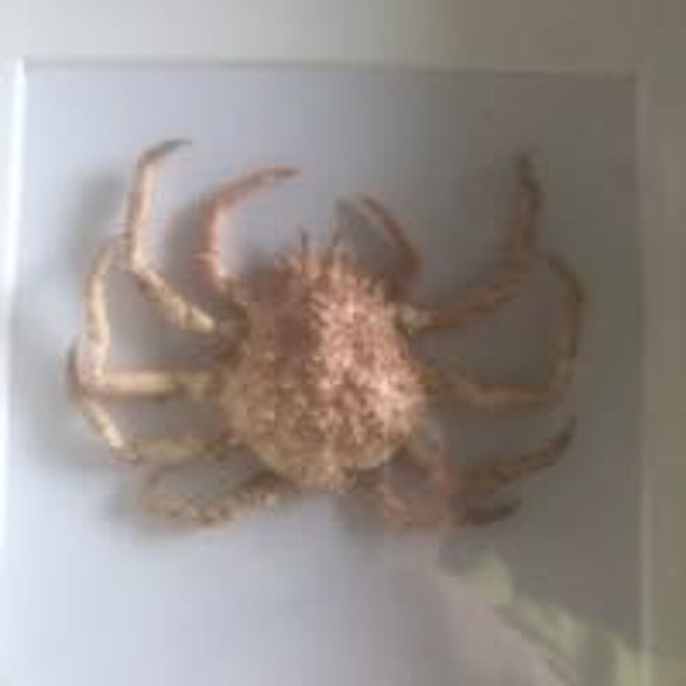 araign&eacute;e de mer naturalis&eacute;e Décoration